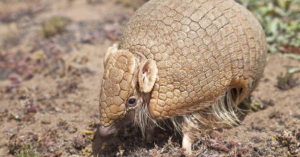 Flickr.com/Bill Bouton