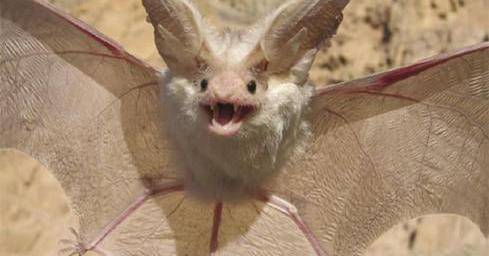 Pinterest.com/Sequin World