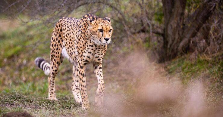 Freepik/vladimircech