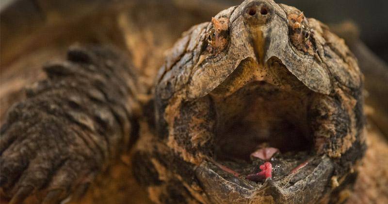 animals.howstuffworks.com