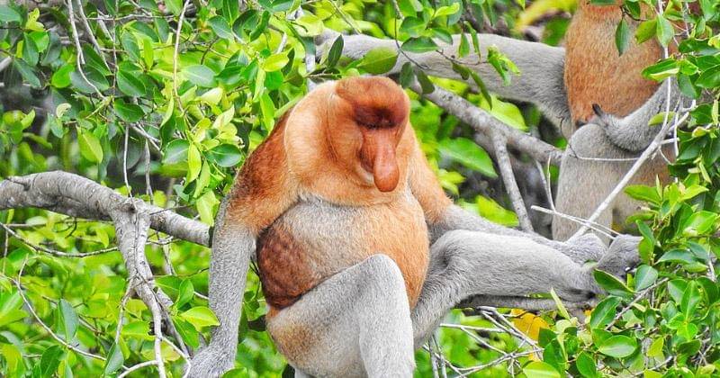 commons.wikimedia.org