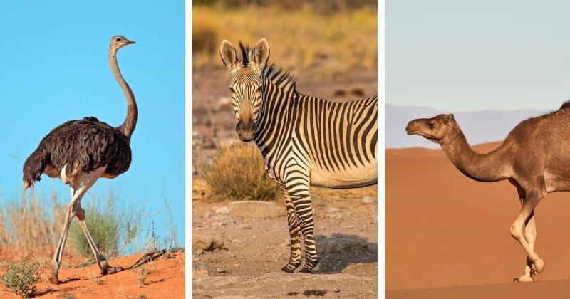 animalcorner.org, Pinterest.com/Wilderness Safaris, Unsplash/Wolfgang Hasselmann