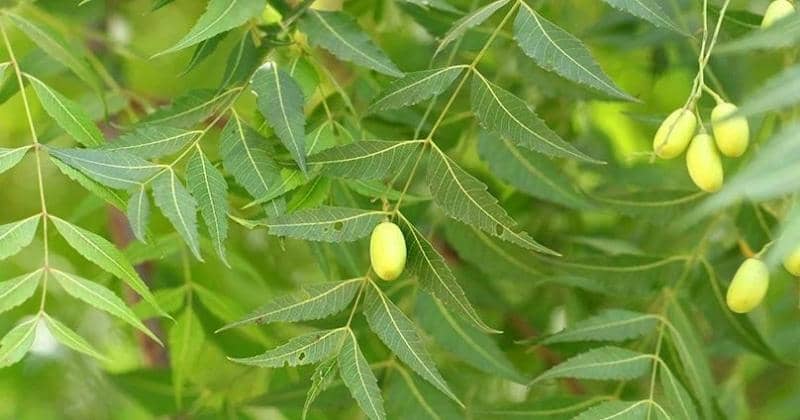 Rekomendasi Skincare Berbahan Dasar Neem, Cocok untuk Kulit Berjerawat