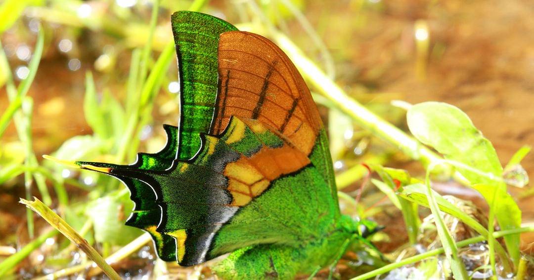 Commons.wikimedia.org