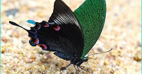 Pinterest.com/Dez Wells