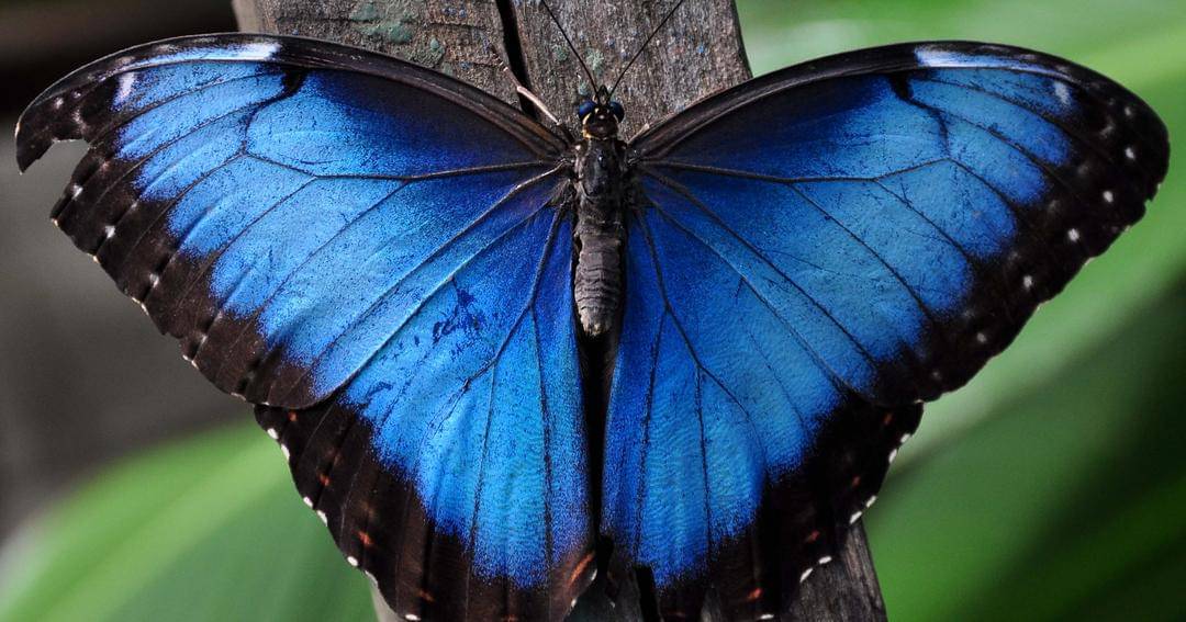 Commons.wikimedia.org