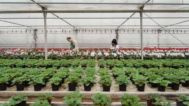 Pexels/tima-miroshnichenko