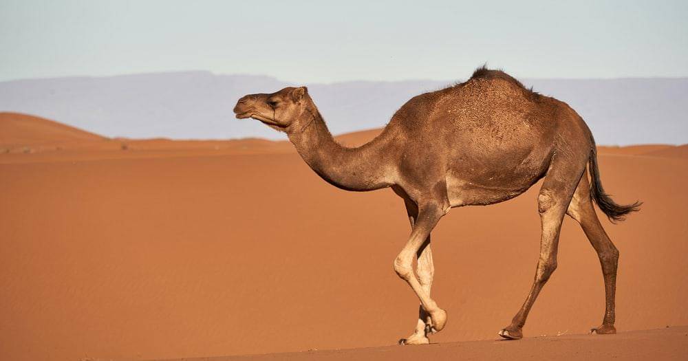 Unsplash/Wolfgang Hasselmann