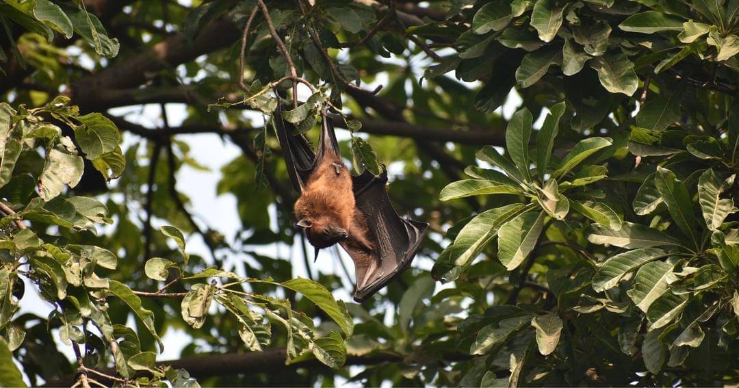 Pexels/Surendra Singh Sekhawat