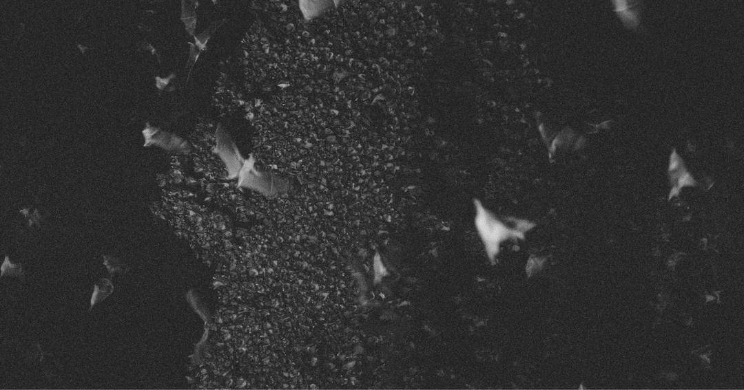 Pexels/Vladimir Konoplev