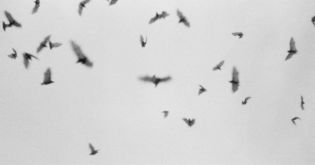 Pexels/Vladimir Konoplev