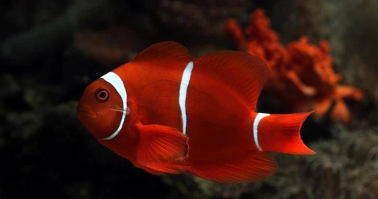 Freepik/kuritafsheen77