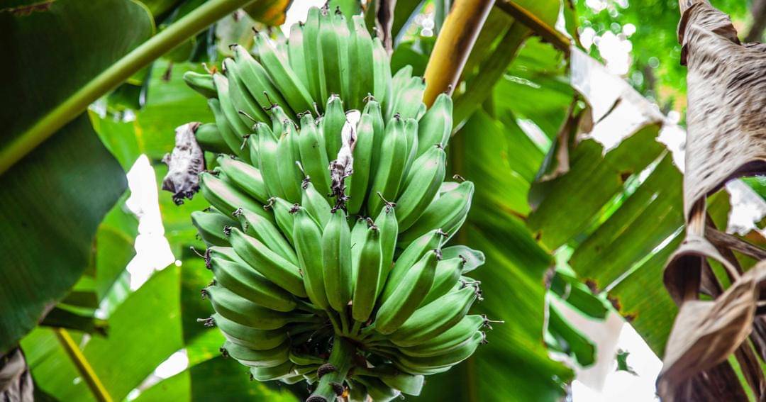 Pexels/FRANK MERIÑO