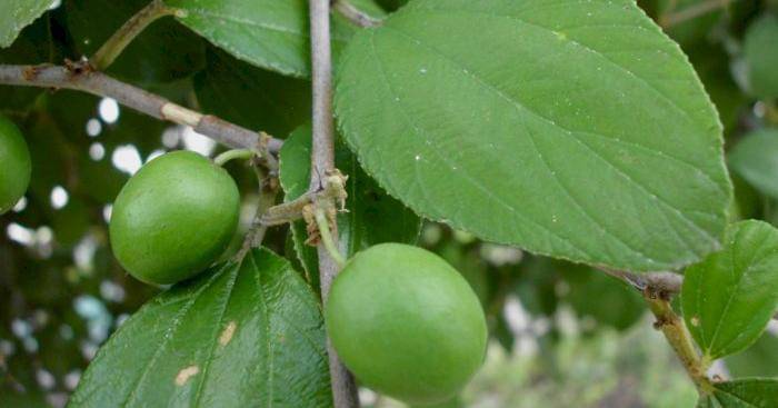 photo/flickr/Nelindah