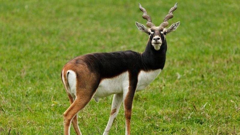 Pixabay/PublicDomainPictures