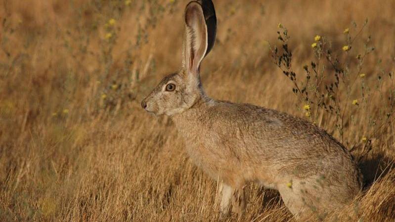 Pixabay/PublicDomainImages