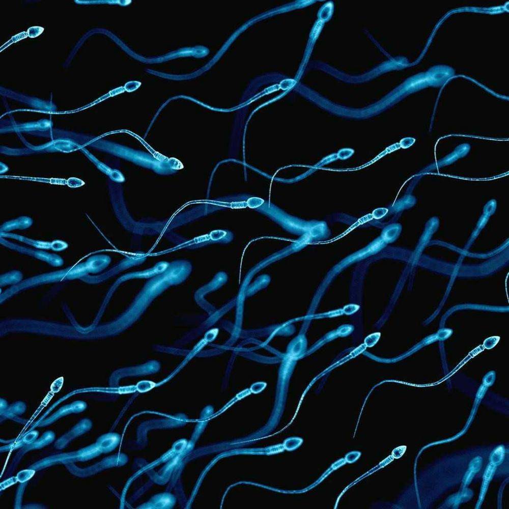 ilustrasi sperma (Instagram.com/carefertility)