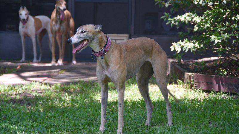 Pixabay/AkikoCampbell