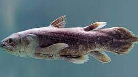 nationalgeographic.grid.id