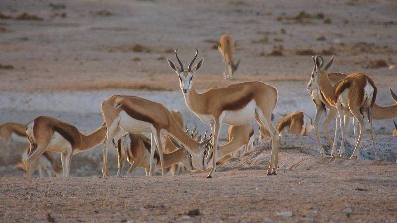 Pixabay/alexstrachan