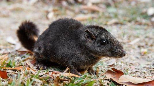 Pinterest/factrepublic