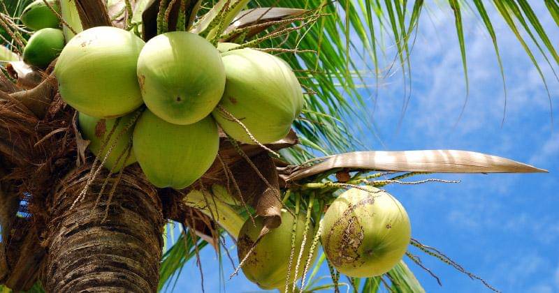 thecoconutcompany.co