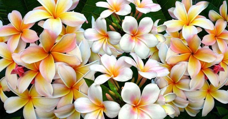 laohorizonstravel.com