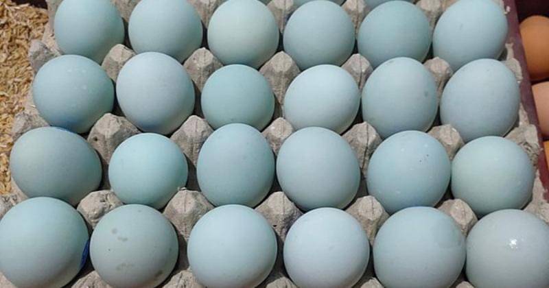 Wikipedia/lalalalabpi