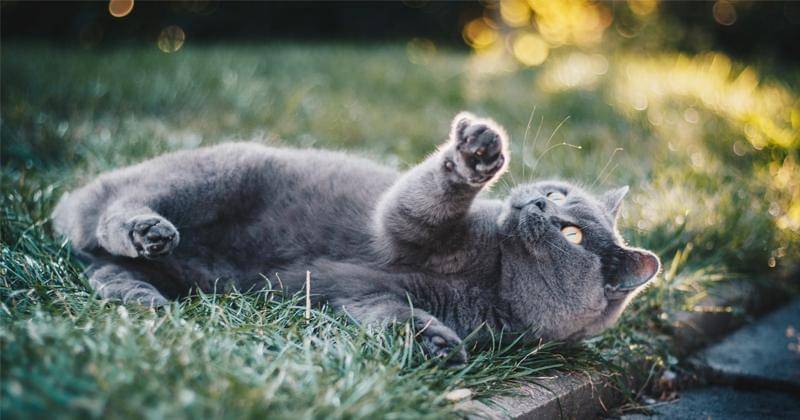 Pexels/Kirsten Bühne