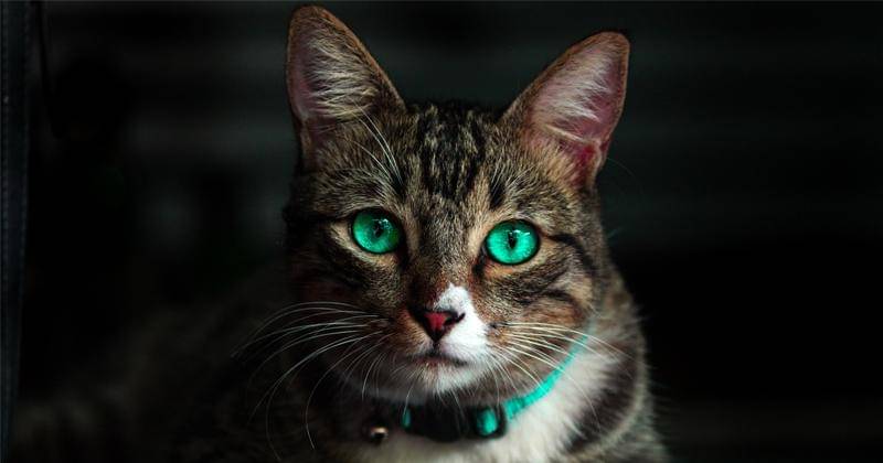 Pexels/Kelvin Valerio