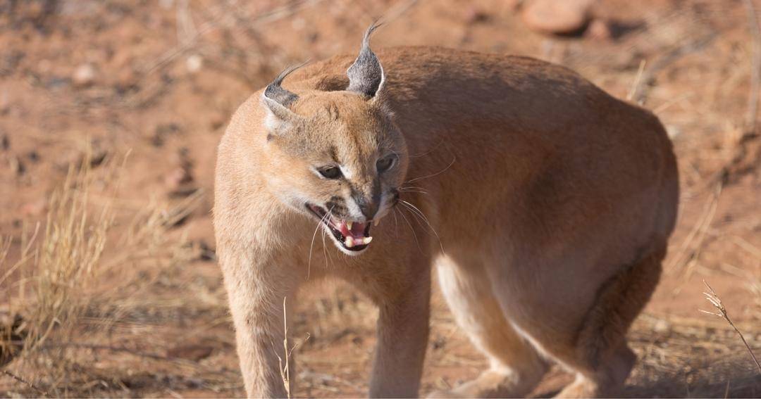 Unsplash/Bernd Dittrich