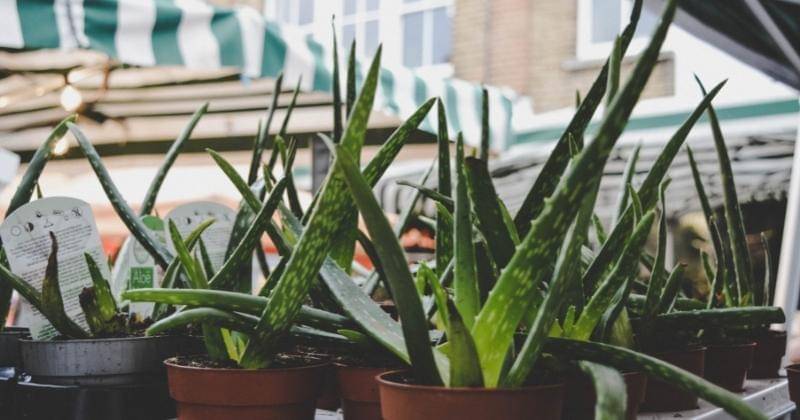 Pexels/Cintia Siqueira