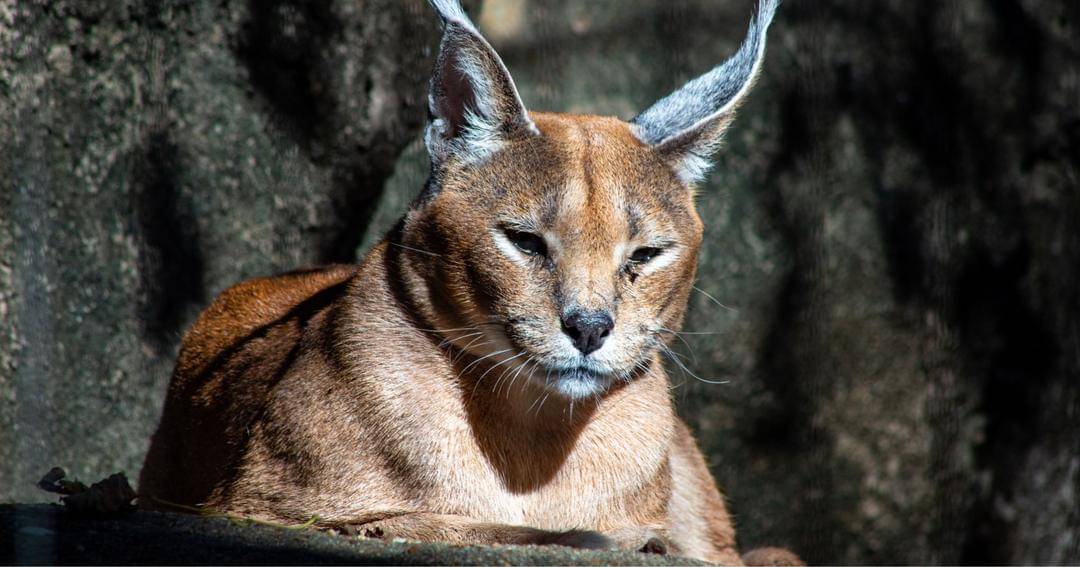 Unsplash/Joshua J. Cotten