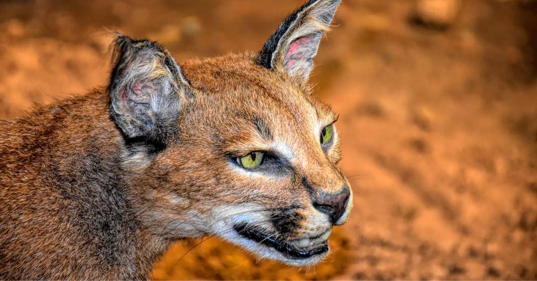 Unsplash/Ray Shrewsberry