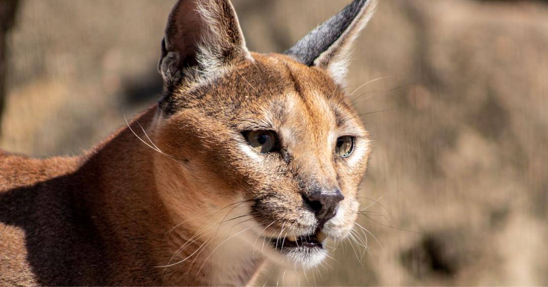 Unsplash/Joshua J. Cotten