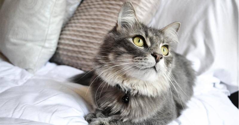 Unsplash/Kristin Lopez