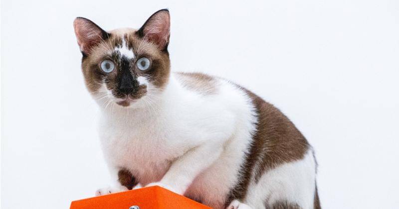 Unsplash/Esmonde Yong