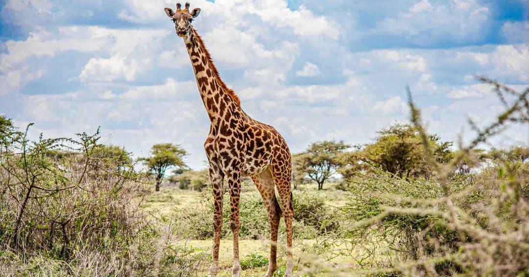 Pexels/Aleksandr Volkov