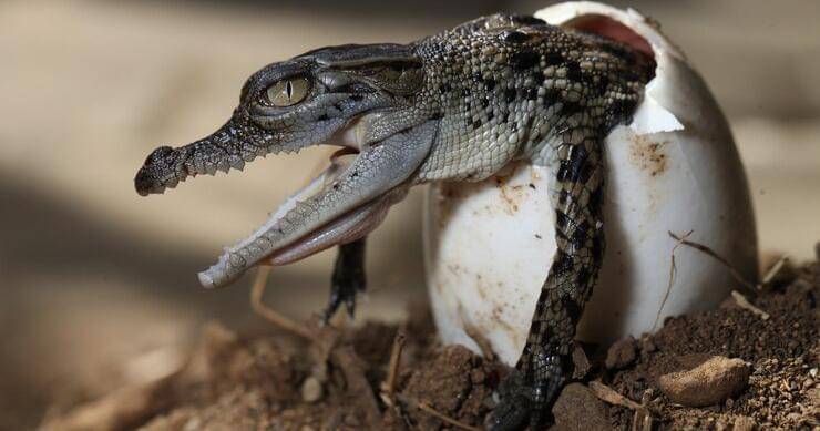 Freepik/user26654110