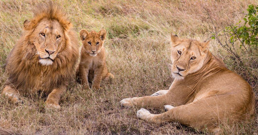 Pexels/Antony Trivet