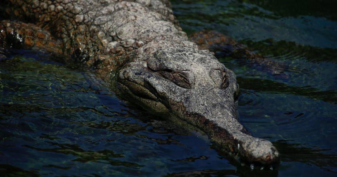 Pexels/Miguel Martinez