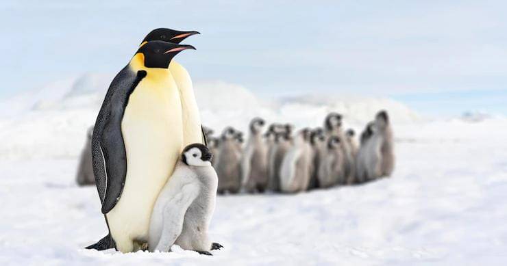 Freepik/iherphotography