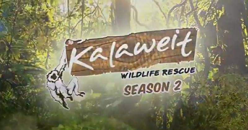 Youtube.com/Chanee Kalaweit