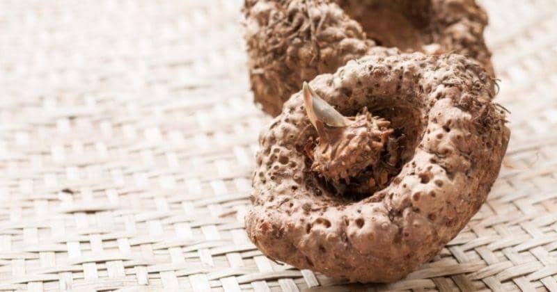 Merupakan Bahan Dasar Shirataki, Ini 5 Manfaat Konjak untuk Ibu Hamil