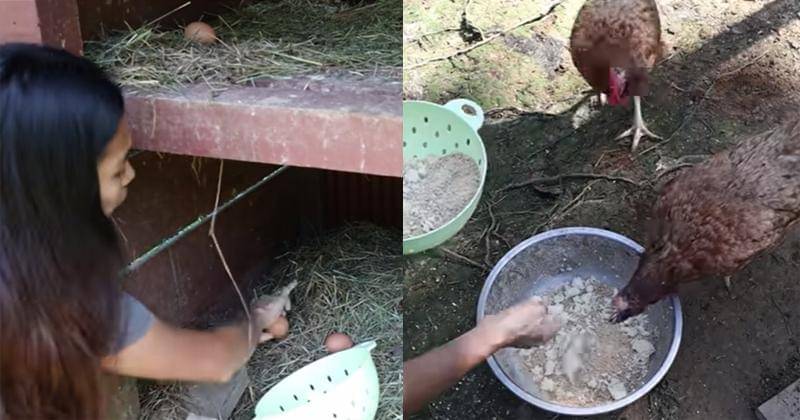 Youtube.com/Prada Kalaweit