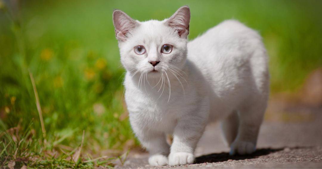 petinsurance.com