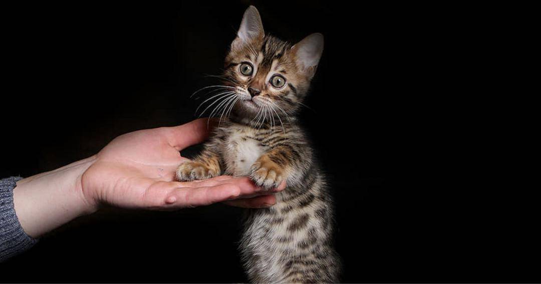 thediscerningcat.com