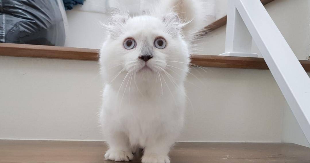 thediscerningcat.com