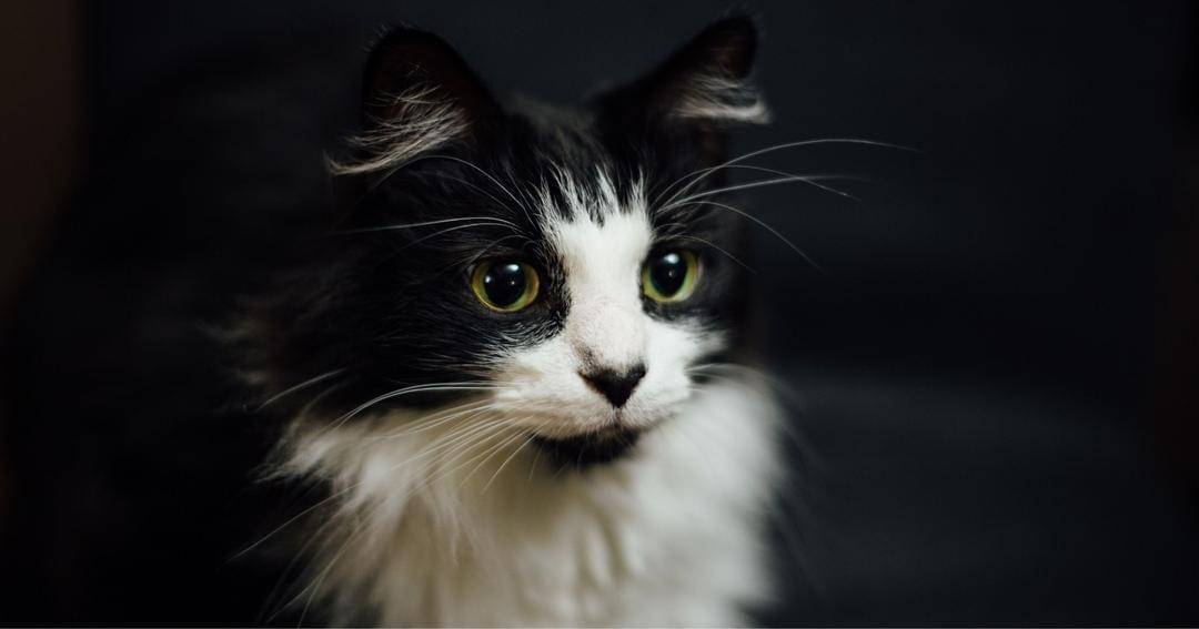 Unsplash/Paul Hanaoka