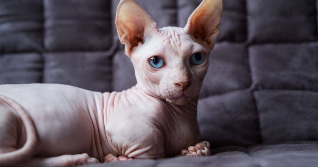 thediscerningcat.com